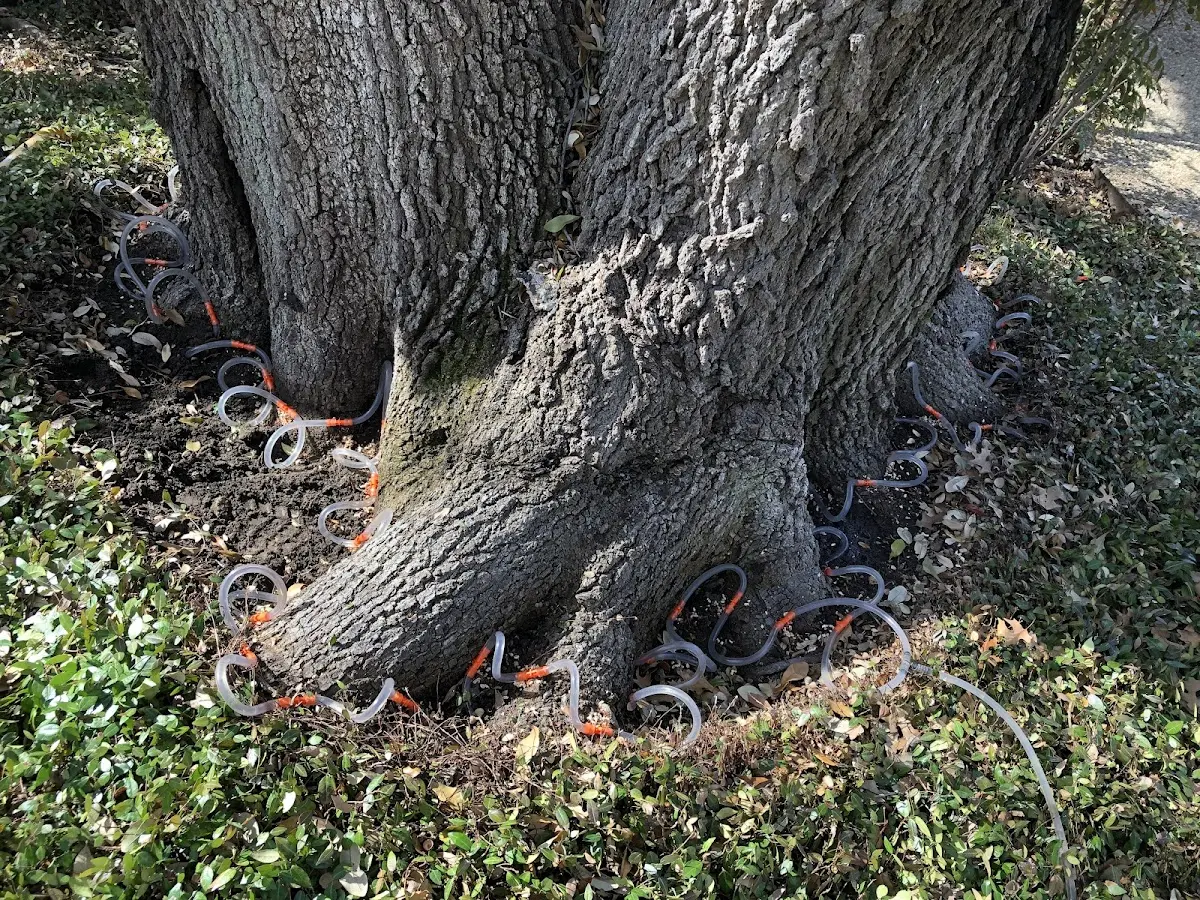Detailed Tree Cabling and Bracing job site in Tipp City